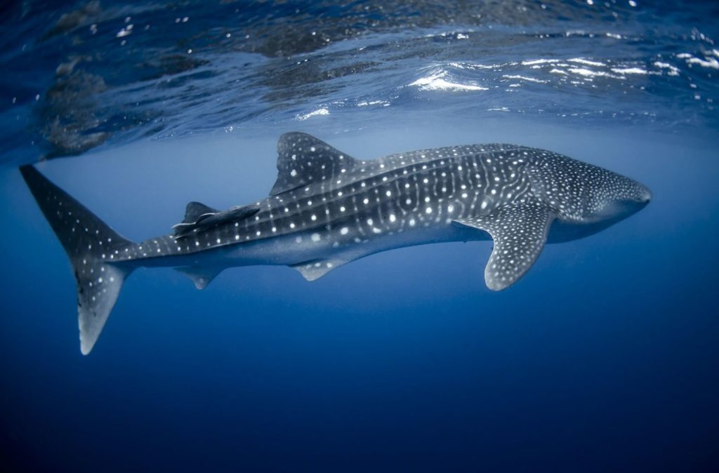 whale shark