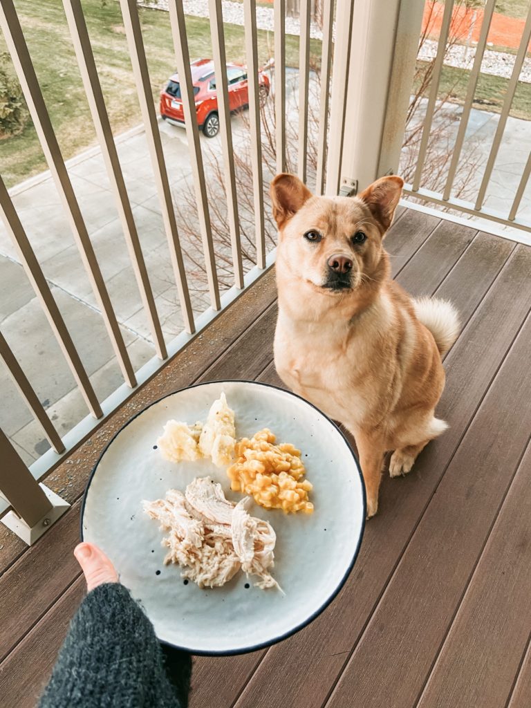 thanksgiving dog