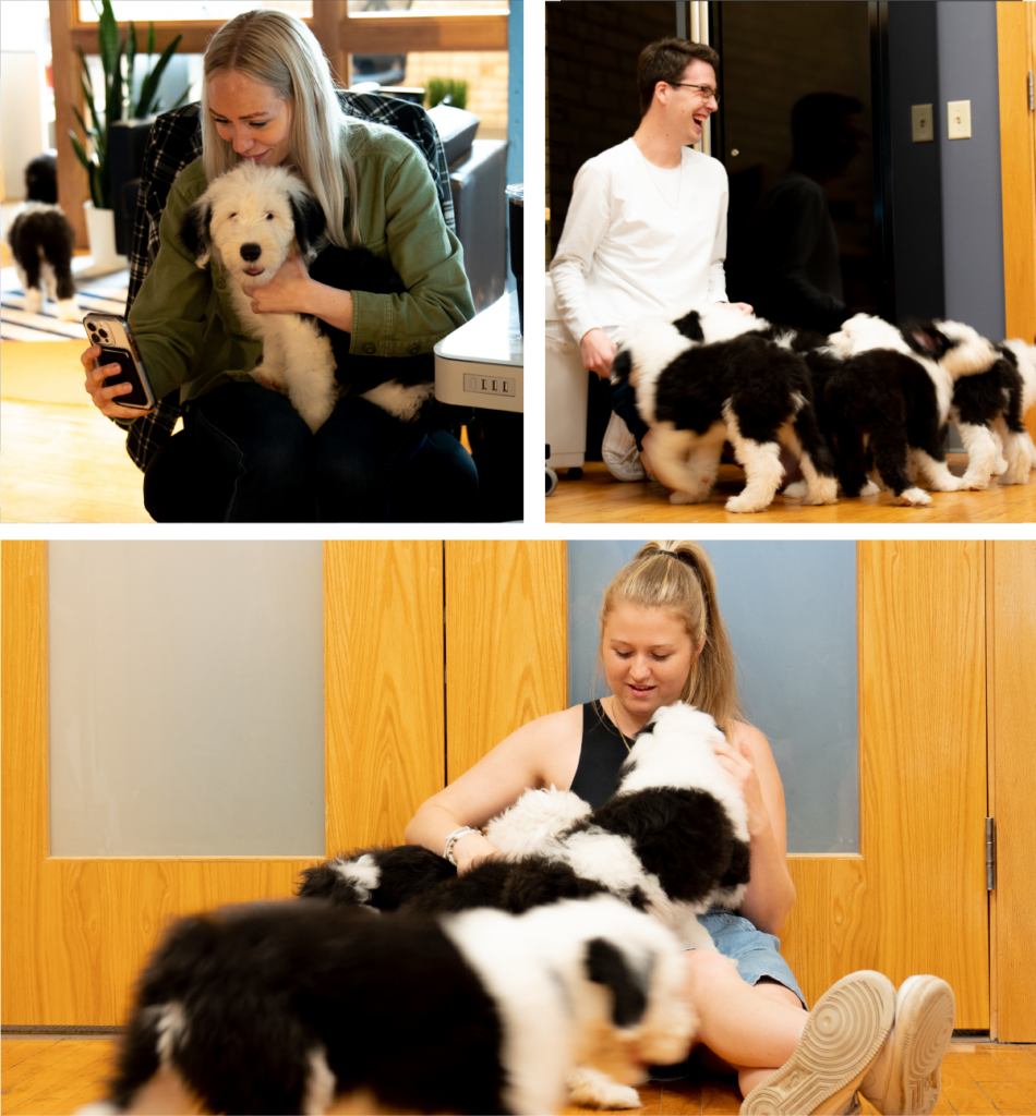 Thank you to Brenda and Dave from @cheshireoes on Instagram for bringin in their adorable old english sheepdog puppies for us to play with! This was a much needed afternoon or playing!