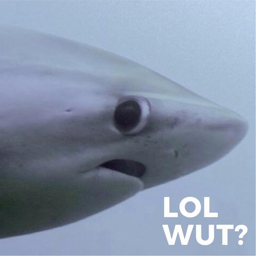 lol wut shark meme