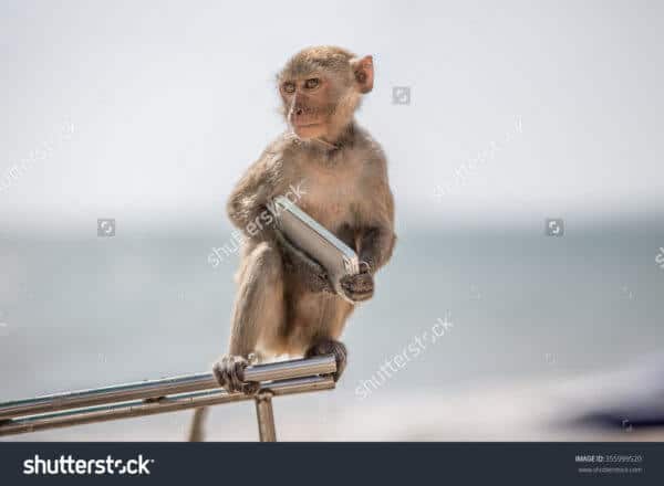 Monkey with an Smartphone